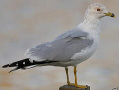 Ring-billed Gull