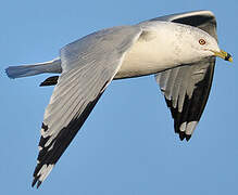 Ring-billed Gull