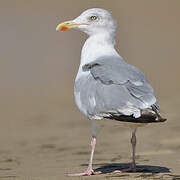 European Herring Gull