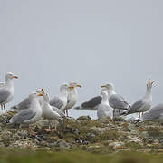 European Herring Gull