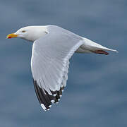 European Herring Gull