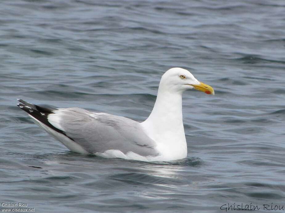 Goéland argentéadulte, identification