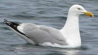 European Herring Gull