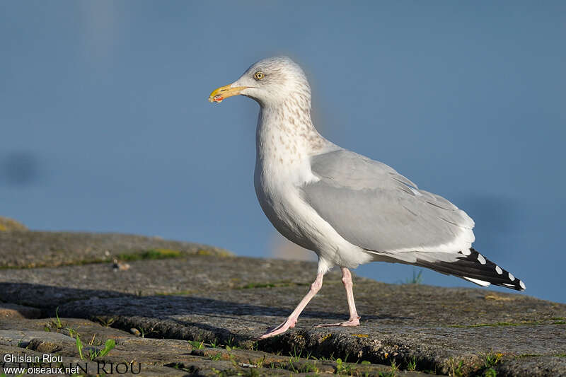 European Herring Gulladult post breeding, identification