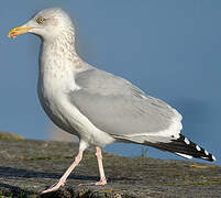 European Herring Gull