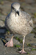 European Herring Gull