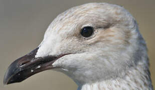 European Herring Gull