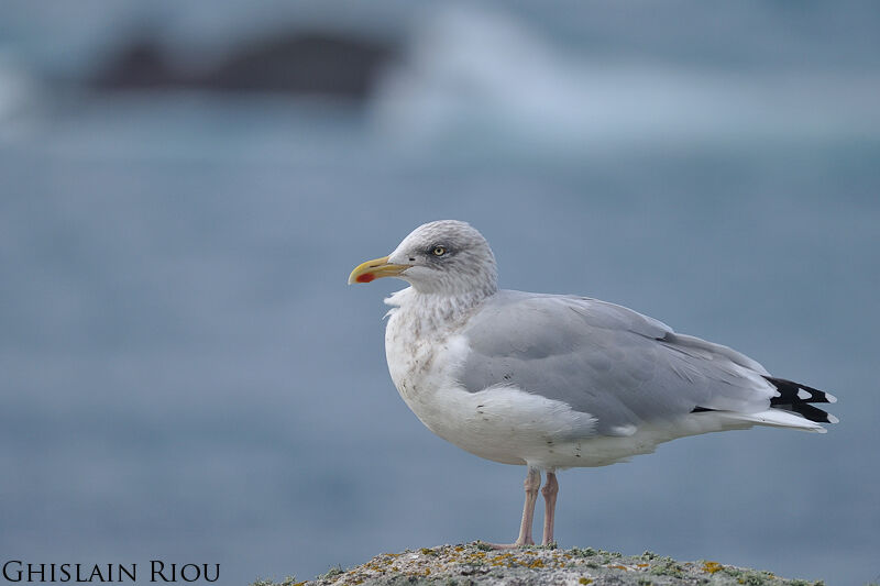 European Herring Gull, identification