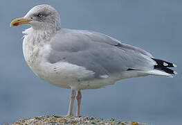 European Herring Gull