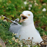 European Herring Gull