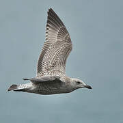 European Herring Gull