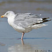 European Herring Gull