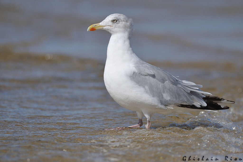 Goéland argentéadulte