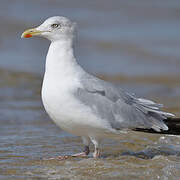 European Herring Gull