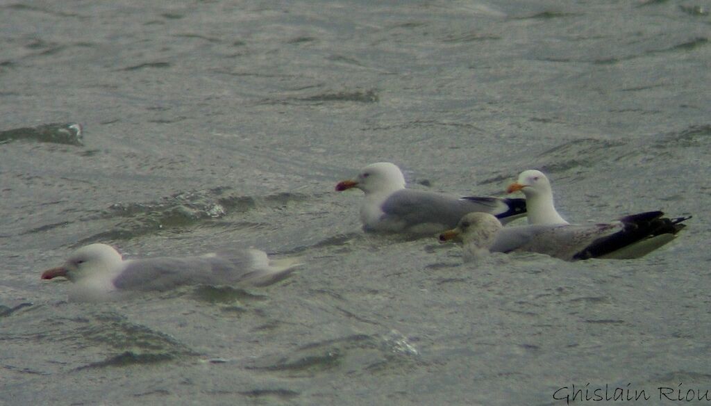 Glaucous Gulladult breeding