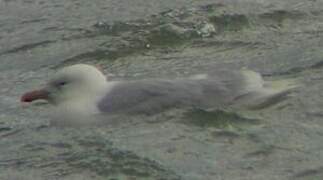 Glaucous Gull