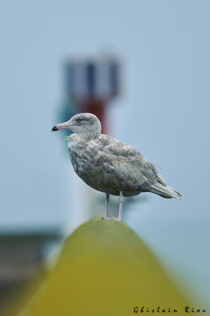 Glaucous GullSecond year