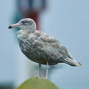 Glaucous Gull