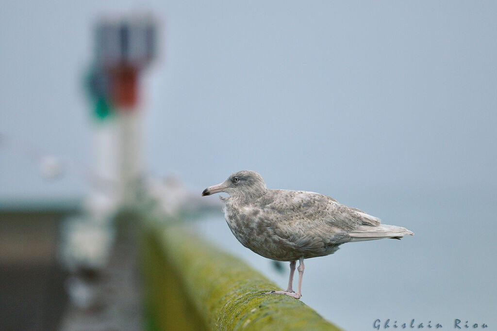 Glaucous GullSecond year