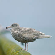 Glaucous Gull