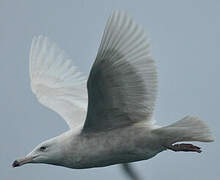 Glaucous Gull