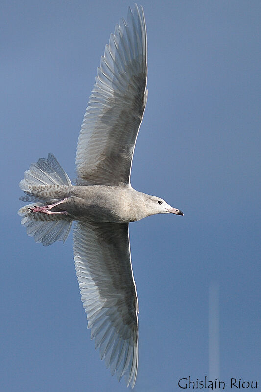 Glaucous GullSecond year