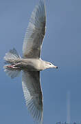 Glaucous Gull