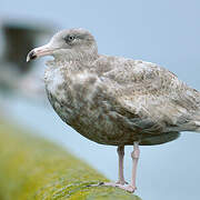 Glaucous Gull