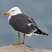 Lesser Black-backed Gull