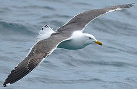 Lesser Black-backed Gull