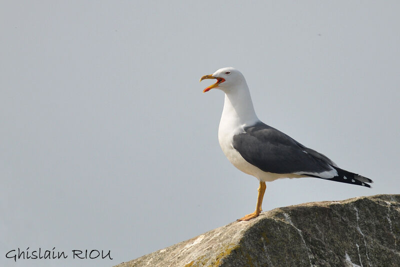 Lesser Black-backed Gull