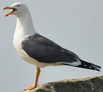 Lesser Black-backed Gull