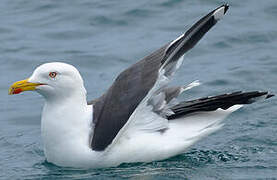 Lesser Black-backed Gull