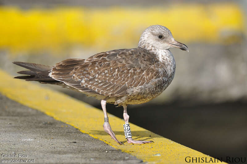 Lesser Black-backed GullSecond year, identification