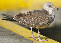 Lesser Black-backed Gull