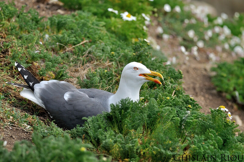 Lesser Black-backed Gull