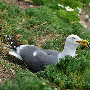 Lesser Black-backed Gull