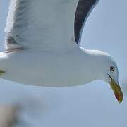 Lesser Black-backed Gull