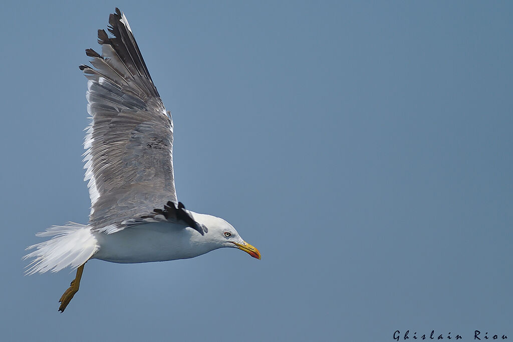 Lesser Black-backed Gulladult, Flight