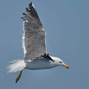 Lesser Black-backed Gull