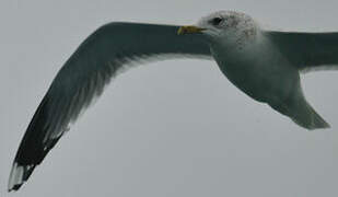 Common Gull