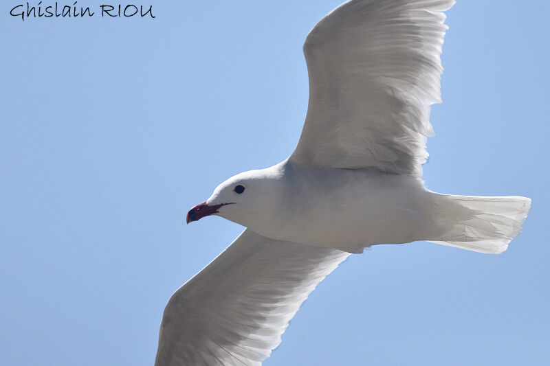 Audouin's Gull