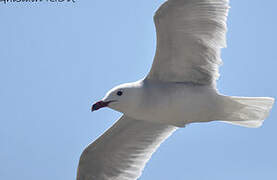 Audouin's Gull