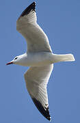 Audouin's Gull