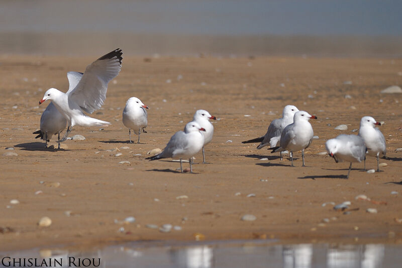 Audouin's Gull