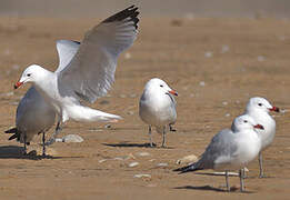 Audouin's Gull