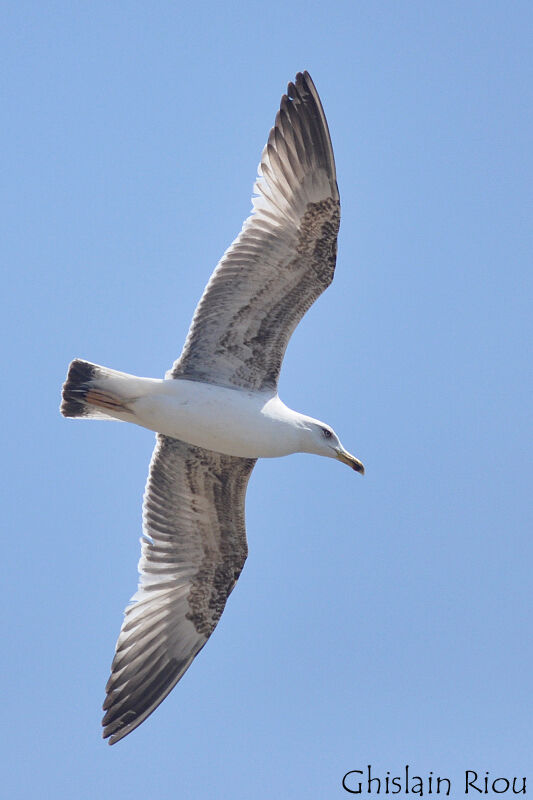 Yellow-legged Gullimmature