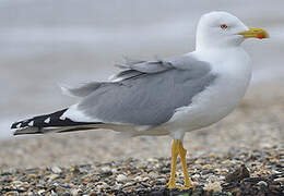 Yellow-legged Gull