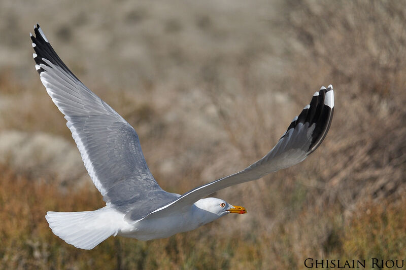 Yellow-legged Gulladult