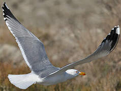 Yellow-legged Gull